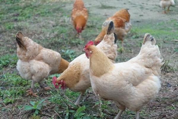 三黃雞圖片大全 什么是三黃雞 三黃雞簡介