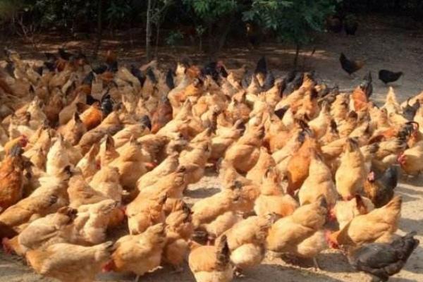 三黃雞圖片大全 什么是三黃雞 三黃雞簡介