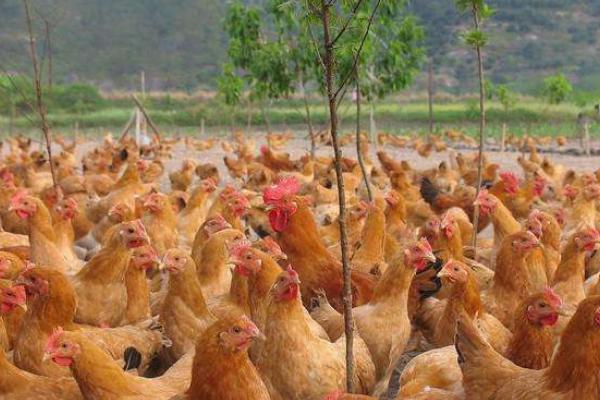 三黃雞圖片大全 什么是三黃雞 三黃雞簡介