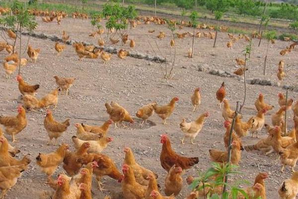 三黃雞圖片大全 什么是三黃雞 三黃雞簡介