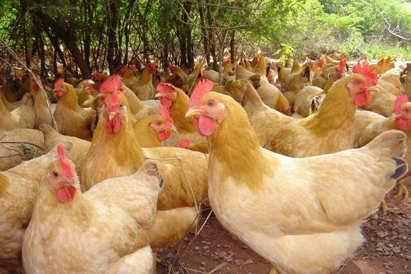 三黃雞圖片大全 什么是三黃雞 三黃雞簡介