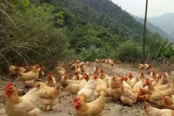 三黃雞圖片大全 什么是三黃雞 三黃雞簡介