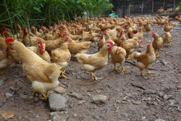 三黃雞圖片大全 什么是三黃雞 三黃雞簡介