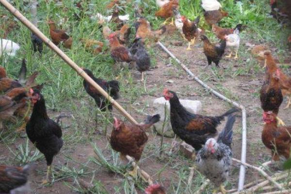 散養柴雞怎么養 柴雞養殖技術與注意事項