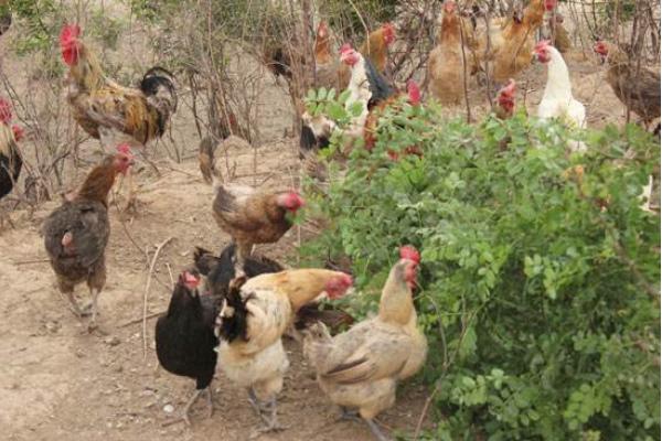 散養柴雞怎么養 柴雞養殖技術與注意事項