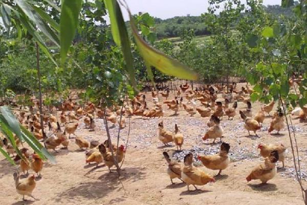 散養柴雞怎么養 柴雞養殖技術與注意事項