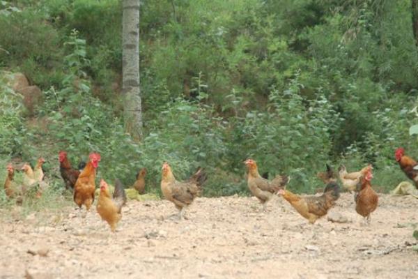 散養柴雞怎么養 柴雞養殖技術與注意事項