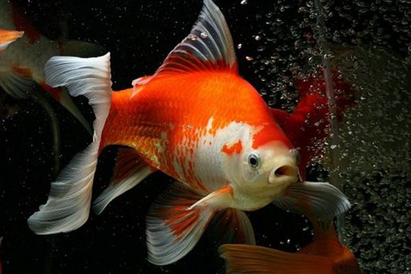 草金魚和錦鯉的區(qū)別是什么養(yǎng)草金魚的方法