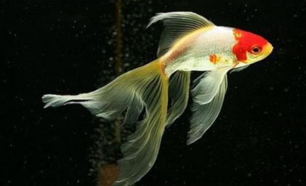 草金魚和錦鯉的區別是什么養草金魚的方法