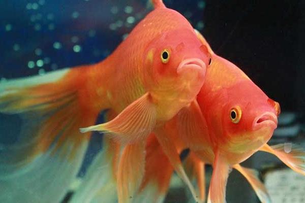 草金魚和錦鯉的區別是什么養草金魚的方法