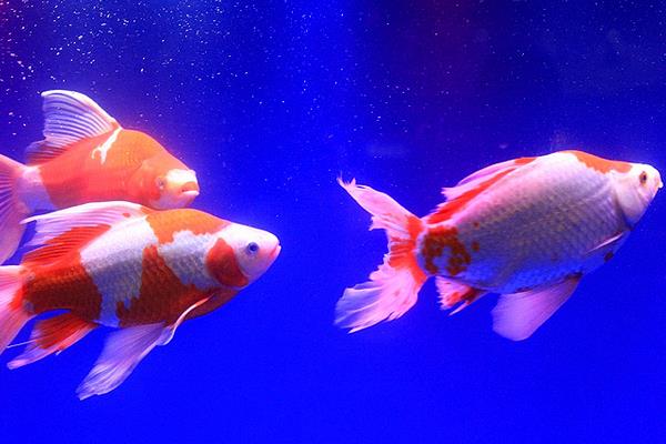 草金魚和錦鯉的區別是什么養草金魚的方法