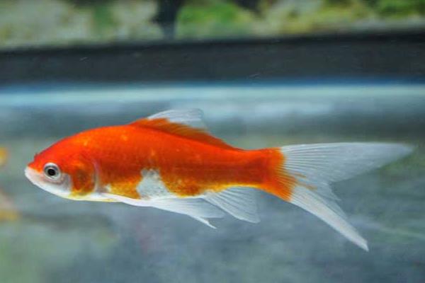 草金魚和錦鯉的區別是什么養草金魚的方法