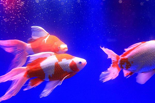 草金魚如何增紅 草金魚能長多大