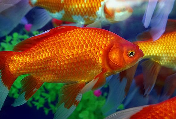 草金魚如何增紅 草金魚能長多大