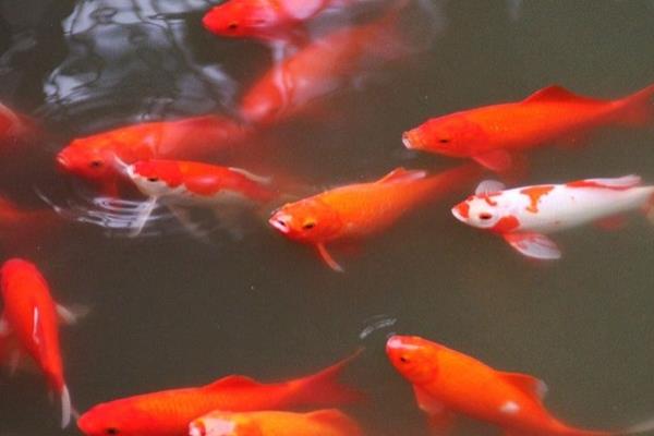 草金魚怎么養(yǎng) 草金魚養(yǎng)殖技術