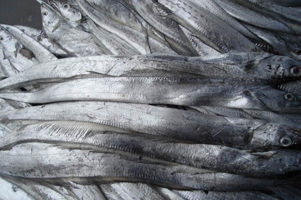 帶魚怎么洗才干凈 帶魚白色的用刮掉嗎