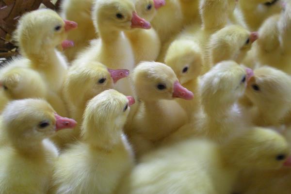 鵝苗和鴨苗的區別是什么鴨子的性別分辨方法