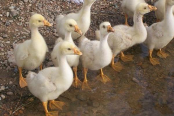 鵝苗和鴨苗的區(qū)別是什么鴨子的性別分辨方法