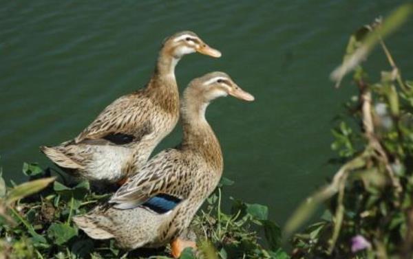鵝苗和鴨苗的區(qū)別是什么鴨子的性別分辨方法