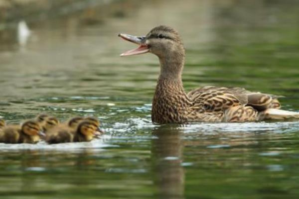 鵝苗和鴨苗的區(qū)別是什么鴨子的性別分辨方法