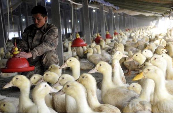 鵝苗和鴨苗的區(qū)別是什么鴨子的性別分辨方法