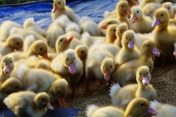 鵝苗和鴨苗的區(qū)別是什么鴨子的性別分辨方法