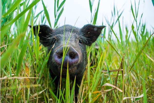 黑豬品種有哪些 長得最快的黑豬品種是什么