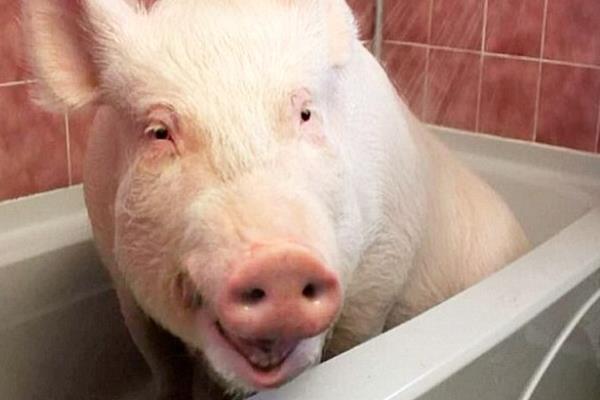 夢見大肥豬是什么意思 女人夢到又大又白的肥豬有什么預兆