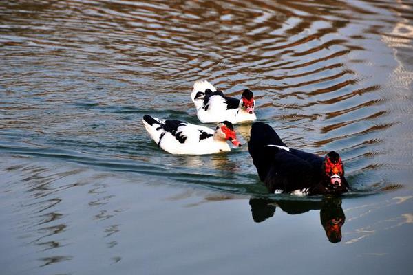 鴛鴦鴨圖片大全 鴛鴦鴨是什么鴨 鴛鴦鴨簡(jiǎn)介