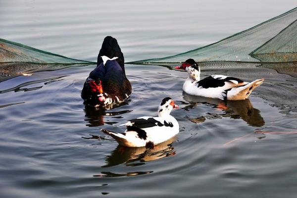 鴛鴦鴨圖片大全 鴛鴦鴨是什么鴨 鴛鴦鴨簡介