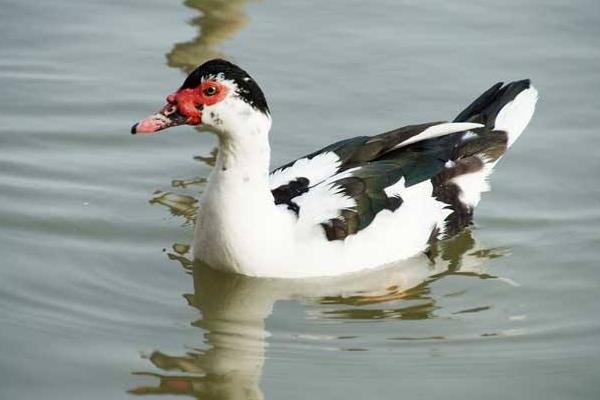 鴛鴦鴨圖片大全 鴛鴦鴨是什么鴨 鴛鴦鴨簡介