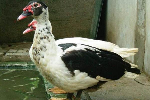 鴛鴦鴨圖片大全 鴛鴦鴨是什么鴨 鴛鴦鴨簡介