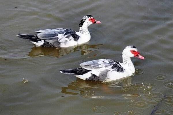 鴛鴦鴨圖片大全 鴛鴦鴨是什么鴨 鴛鴦鴨簡介