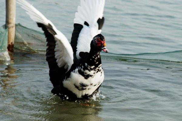 鴛鴦鴨圖片大全 鴛鴦鴨是什么鴨 鴛鴦鴨簡介