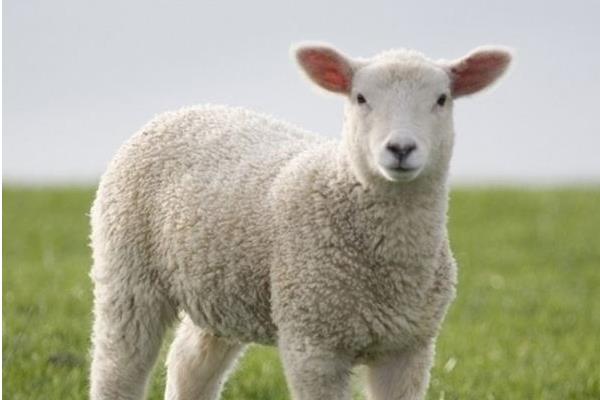 羊毛出在狗身上豬來買單是什么意思 羊毛出在羊身上是什么意思