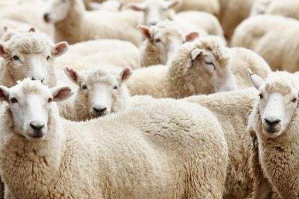 羊毛出在狗身上豬來買單是什么意思 羊毛出在羊身上是什么意思