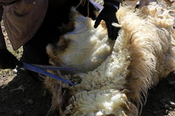 羊毛出在狗身上豬來買單是什么意思 羊毛出在羊身上是什么意思