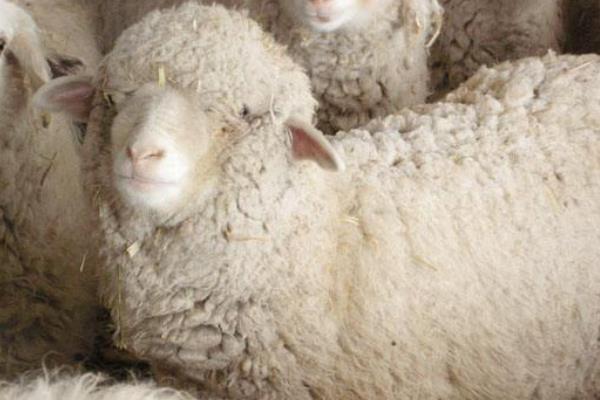 羊毛出在狗身上豬來買單是什么意思 羊毛出在羊身上是什么意思