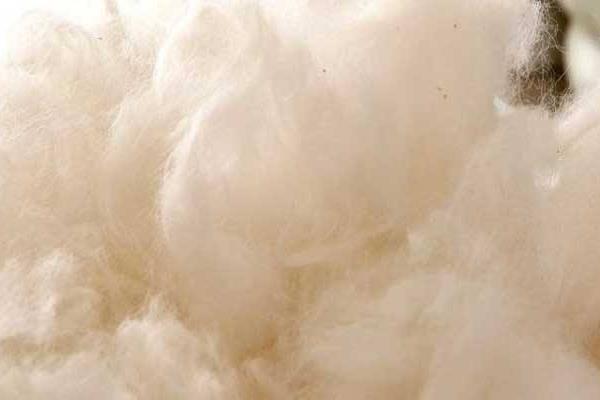 羊毛出在狗身上豬來買單是什么意思 羊毛出在羊身上是什么意思