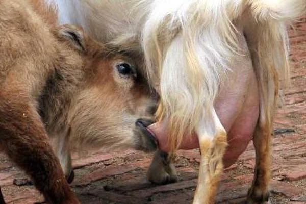 羊乳房煮熟能吃嗎 羊乳房功效與作用