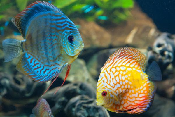 什么觀賞魚最好養 十大肉食大型觀賞魚