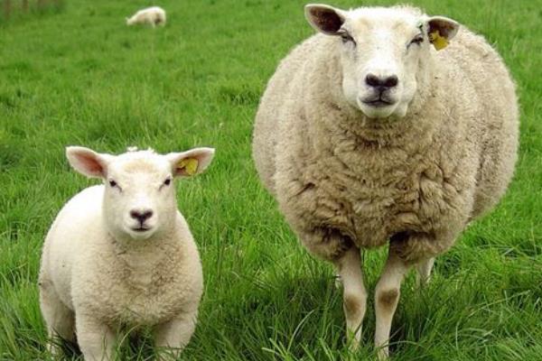 母綿羊有沒有角 羊一定有角嗎