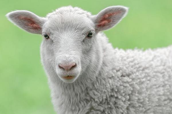 母綿羊有沒有角 羊一定有角嗎