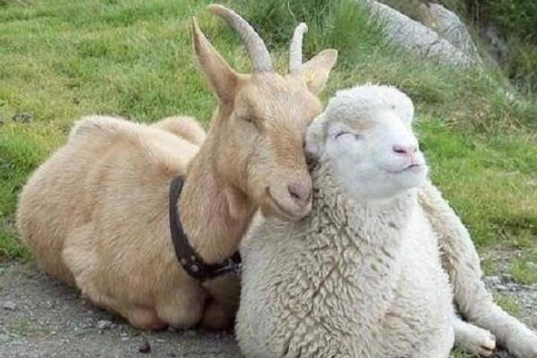 母綿羊有沒有角 羊一定有角嗎