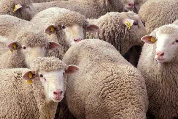 母綿羊有沒有角 羊一定有角嗎