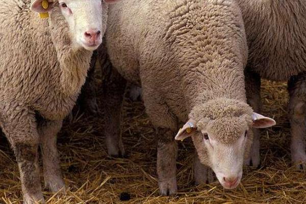 母綿羊有沒有角 羊一定有角嗎