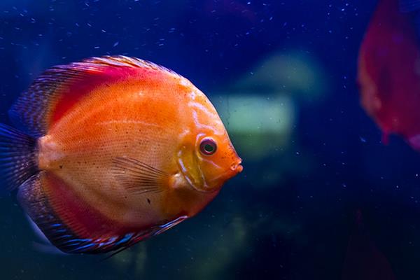 什么觀賞魚最好養 十大肉食大型觀賞魚