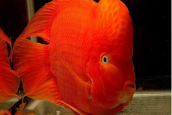 什么觀賞魚最好養 十大觀賞魚有哪些