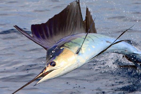 什么觀賞魚最好養 十大觀賞魚有哪些