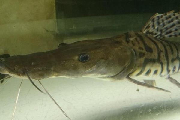 什么觀賞魚最好養 十大觀賞魚有哪些